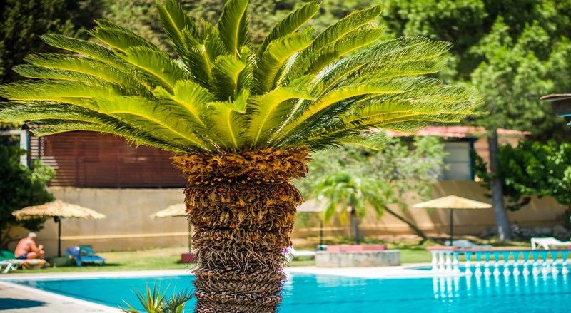 Achousa Hotel Faliraki Exteriör bild