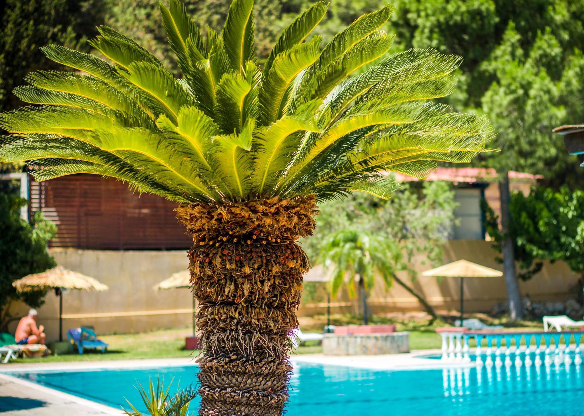 Achousa Hotel Faliraki Exteriör bild