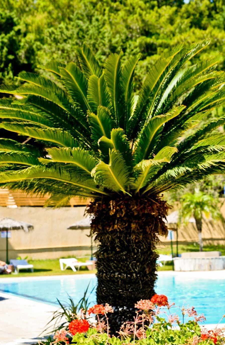 Achousa Hotel Faliraki Exteriör bild